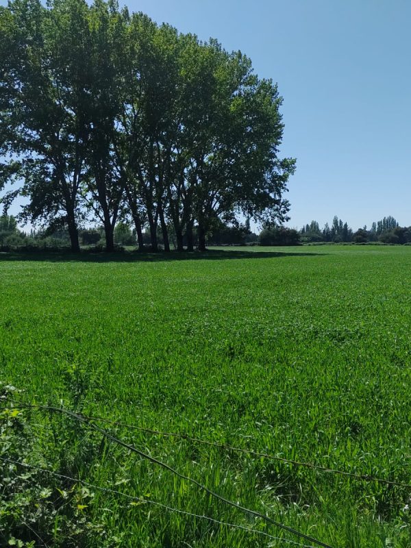 PARCELAS CAMINO A CATO 4